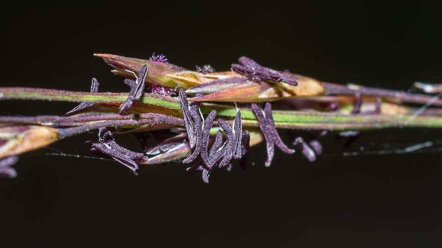 Seconda Poacea in Appennino - Molinia arundinacea